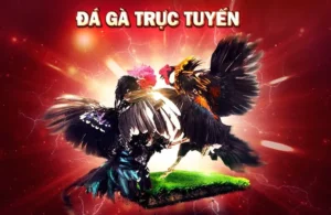 Đá Gà VN88 Trực Tiếp Hấp Dẫn Nhất Khu Vực Đông Nam Á